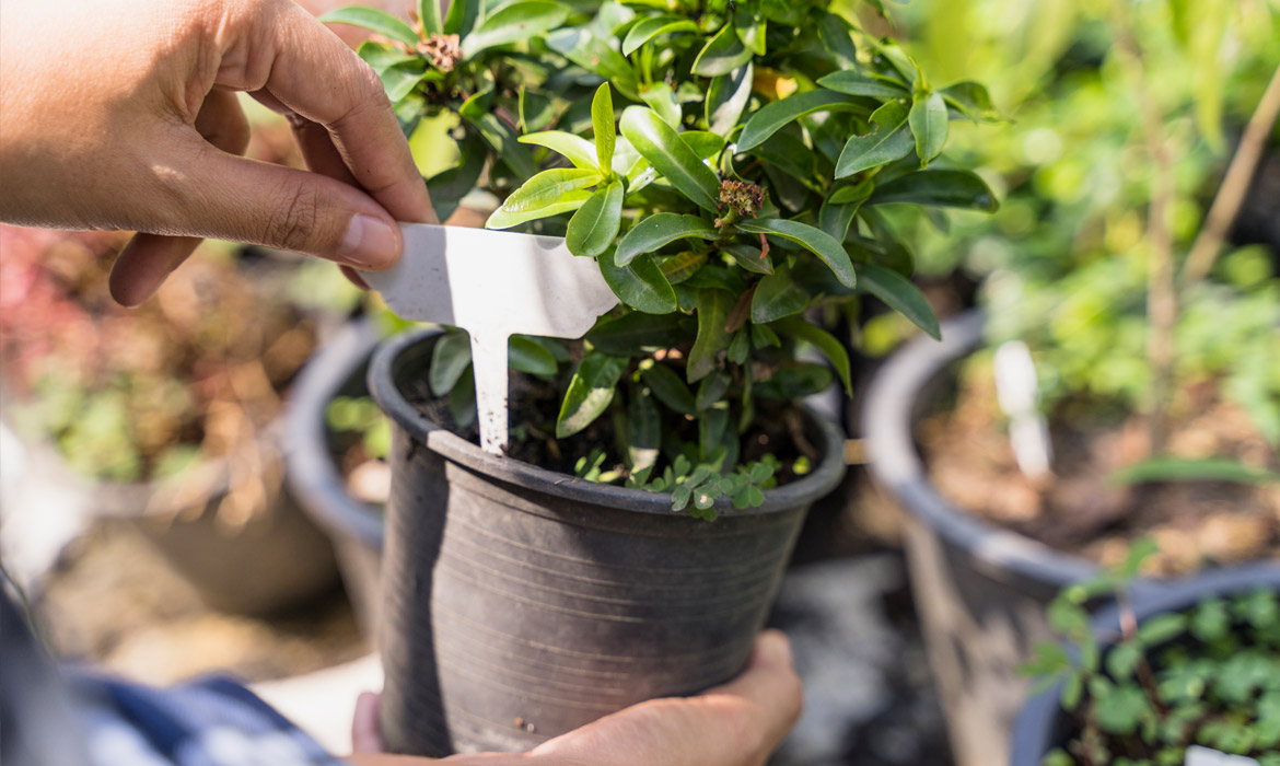 Ditching Tools Made Me a Happier Gardener
