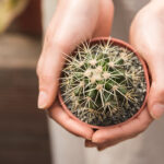 Guide to Create a Small Garden for Your Home