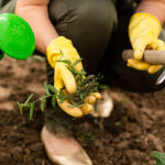 Choosing Plants for Water Conservation